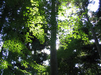 sunshine through maple leaves at Ryoanji
