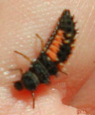 larva - so ugly it's cute